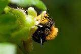 Andrena fulva on gooseberry for a change