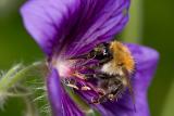 Bumblebee (Bombus pascuorum)