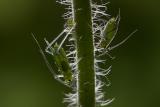 Aphids