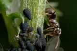 Ants and Aphids