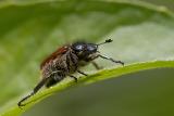 June Bug (probably)