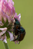 Mating Junebugs