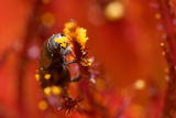 Tiny beetle eating pollen