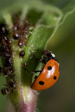 Ladybug, Aphids, and Ants - Part III