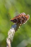 Mellicta butterfly (a fritillary)