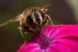 Grooming (Eristalis tenax)