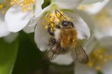 Bumblebee (Bombus pascuorum)