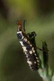 Ladybug larva eating aphid