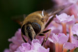 Feasting on butterfly food (Eristalis tenax)