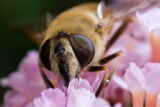 Closer! (Eristalis tenax)