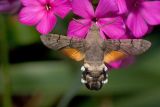 Macroglossum stellatarum visits flower