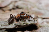 Interaction between two horse ants (Formica rufa)