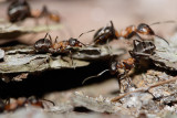 Interaction between horse ants (Formica rufa)
