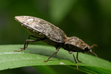 Click Beetle (Agrypnus murinus)