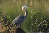 Heron_2344.jpg