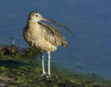 Curlew_9303.jpg