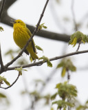 YellowWarbler_2008_10333.jpg