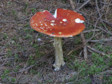 IMG_1514_1.JPG