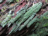 IMG_1744_1.JPG