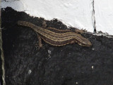 IMG_3349_1.JPG