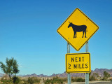 Watch out for Burros in Lake Havasu City