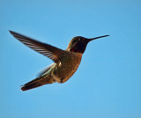 Annas Hummingbird (male)