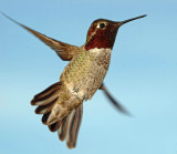 Annas Hummingbird (male)