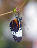 Blue and White Longwing