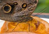 Giant Owl (Caligo atreus)