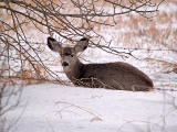 Camouflage
