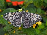 Gray Cracker Butterfly (Hamadryas februa)