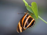 Banded Orange Longwing