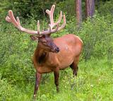 Spring Elk (Cervus elaphus) (544 views)