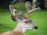 Buck Mule Deer