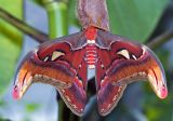 Atlas Moth (Male - just emerged)