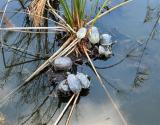 Group Of Turtles, Ha Hulla Reserve.JPG