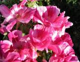 Cistus Incanus.JPG