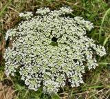 Daucus Carota - Gezer Kipeach (Hebrew).jpg