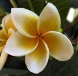 Fitna Flower.JPG