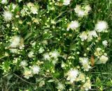 Myrtus Communis.jpg