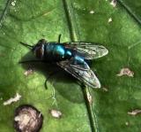 A Fly On A Leaf.JPG