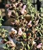 Salvia Fruticosa.JPG