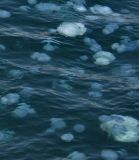 Jellyfishes In A Blue Sea.JPG