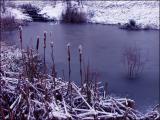 pond  reeds