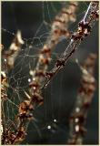Winter Spider Web.