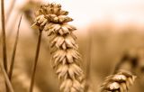 Close up Wheat