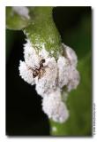 Of Aphids & Ants