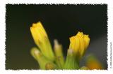 Sinakan Wildflowers