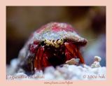 Scarlet Hermit Crab