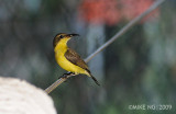 Female sunbird